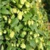 Humulus Lupulus Nordbrau - Houblon Femelle -Promesse De Fleurs Soldes Magasin Humulus lupulus Nordbrau 86447 1