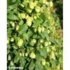 Houblon - Humulus Lupulus Prima Donna -Promesse De Fleurs Soldes Magasin Humulus lupulus Prima Donna 86224 1