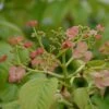 Hydrangea Anomala Crug Coral - Hortensia Grimpant -Promesse De Fleurs Soldes Magasin Hydrangea anomala Crug Coral 86464 1