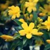 Jasmin - Jasminum Humile Revolutum 1 Jasmin - Jasminum Humile Revolutum -Promesse De Fleurs Soldes Magasin Jasmin Jasminum humile Revolutum copyright 1010781 1