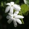 Jasmin Officinal - Jasminum Officinale Affinis -Promesse De Fleurs Soldes Magasin Jasmin blanc officinal Jasminum officinale Affinis copyright 1010792 1