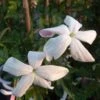 Jasmin D'Espagne - Jasminum Grandiflorum -Promesse De Fleurs Soldes Magasin Jasminum grandiflorum 83640 1