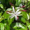 Jasminum Nitidum - Jasmin -Promesse De Fleurs Soldes Magasin Jasminum nitidum 89985 1