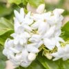Jasmin D'Arabie - Jasminum Sambac -Promesse De Fleurs Soldes Magasin Jasminum sambac copyright 85671111 1