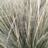 Lomandra White Sands -Promesse De Fleurs Soldes Magasin Lomandra White Sands 85740 1