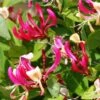 Chèvrefeuille Grimpant - Lonicera Periclymenum Fragrant Cloud® 2 Chèvrefeuille Grimpant - Lonicera Periclymenum Fragrant Cloud® -Promesse De Fleurs Soldes Magasin Lonicera Fragrant Cloud 681453 1