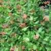 Lonicera (x) Brownii - Chèvrefeuille Grimpant De Brown 2 Lonicera (x) Brownii - Chèvrefeuille Grimpant De Brown -Promesse De Fleurs Soldes Magasin Lonicera x brownii 89989 1