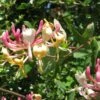 Chèvrefeuille, Lonicera Caprifolium 1 Chèvrefeuille, Lonicera Caprifolium -Promesse De Fleurs Soldes Magasin Lonicera caprifolium 771624 1