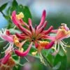 Chèvrefeuille Belgica Select - Lonicera Periclymenum 1 Chèvrefeuille Belgica Select - Lonicera Periclymenum -Promesse De Fleurs Soldes Magasin Lonicera periclymenum Belgica Select 87785 1