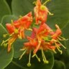 Chèvrefeuille - Lonicera X Heckrotii Firecracker® -Promesse De Fleurs Soldes Magasin Lonicera x heckrotii Firecracker 85668 1