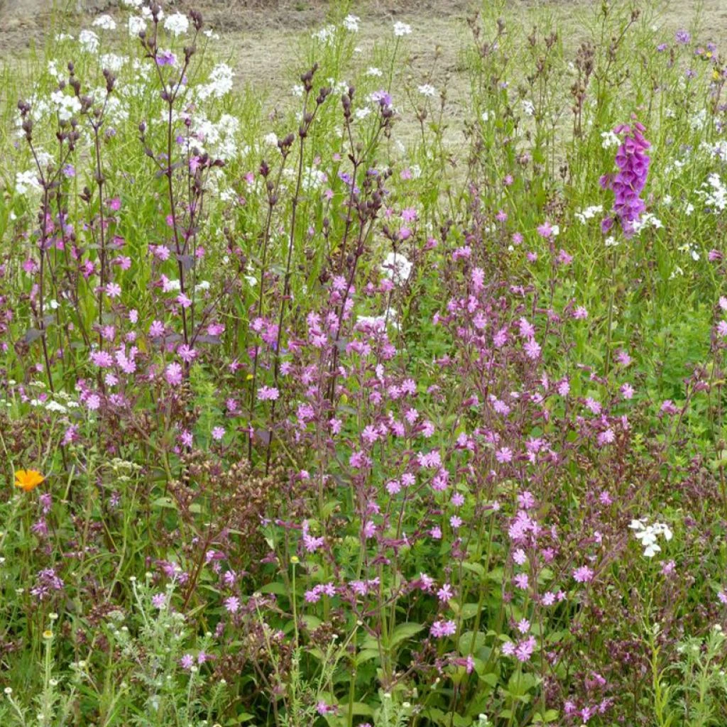 Mélange De Fleurs Sauvages Ombres & Lumières 3 Mélange De Fleurs Sauvages Ombres & Lumières