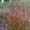 Miscanthus Sinensis Purple Fall® - Eulalie, Roseau De Chine -Promesse De Fleurs Soldes Magasin Miscanthus sinensis Purple Fall 87981 1