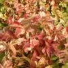 Parthenocissus Quinquefolia Star Shower - Vigne Vierge Panachée -Promesse De Fleurs Soldes Magasin Parthenocissus Starshower Moonham 68149 1