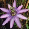 Passiflore X Lavender Lady - Fleur De La Passion -Promesse De Fleurs Soldes Magasin Passiflora Amethyst ld HansB 681330 1