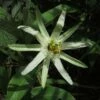 Passiflora Mucronata - Fleur De La Passion -Promesse De Fleurs Soldes Magasin Passiflora mucronata 87021 1