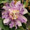 Passiflore Eia Popeia - Passiflora (x) Incarnata -Promesse De Fleurs Soldes Magasin Passiflore Eia Poppeia IF 17377 1
