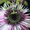 Passiflore - Passiflora Eden -Promesse De Fleurs Soldes Magasin Passiflore Passiflora Eden copyright 1010991 1