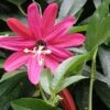 Passiflore - Passiflora (x) Exoniensis -Promesse De Fleurs Soldes Magasin Passiflore Passiflora x exoniensis V 1011002 1