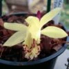 Pleione Forrestii -Promesse De Fleurs Soldes Magasin Pleione forestii 1178 1