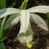 Pleione Formosana Alba -Promesse De Fleurs Soldes Magasin Pleione formosana alba 1130 1