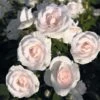 Rosier Couvre-sol Aspirin Rose -Promesse De Fleurs Soldes Magasin Rosa Aspirin Rose en racines nues 85508 2