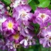 Rosier Grimpant Veilchenblau -Promesse De Fleurs Soldes Magasin Rosa Veilchenblau LD Spedona 66503 1