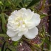 Rosier Botanique - Rosa Cannabifolia -Promesse De Fleurs Soldes Magasin Rosa cannabifolia 84552 1