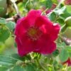 Rosier Botanique - Rosa Moyesii Geranium -Promesse De Fleurs Soldes Magasin Rosa moyesii Geranium 82298 2