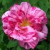 Rosier Ancien Gallica Versicolor -Promesse De Fleurs Soldes Magasin Rosa x gallica Versicolor 66568 1 2