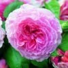 Rosier David Austin James Galway 2 Rosier David Austin James Galway -Promesse De Fleurs Soldes Magasin Rosier David Austin James Galway Auscrystal en racines nues 84566 1