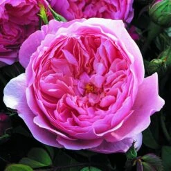 Rosier David Austin The Alnwick Rose