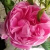 Rosier Ancien Fantin Latour -Promesse De Fleurs Soldes Magasin Rosier Fantin Latour 82278 1