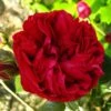 Rosier Grimpant Red Eden Rose -Promesse De Fleurs Soldes Magasin Rosier Grimpant a grandes fleurs Red Eden Rose EricTabarly 71279 1