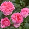Rosier à Grandes Fleurs La Rose De Molinard -Promesse De Fleurs Soldes Magasin Rosier La Rose de Molinard delgrarose 847172 1
