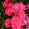 Rosier Patio Rose Moin Moin -Promesse De Fleurs Soldes Magasin Rosier PATIO ROSE Moin Moin 888980 1