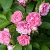 Rosier Ancien Pink Grootendorst -Promesse De Fleurs Soldes Magasin Rosier Pink Grootendorst copyright 712772 1