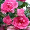 Rosier Arbustif Centenaire De Lourdes -Promesse De Fleurs Soldes Magasin Rosier Polyantha Centenaire de Lourdes 82275 1