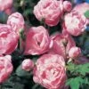 Rosier Ancien Raubritter -Promesse De Fleurs Soldes Magasin Rosier Raubritter 771419 1