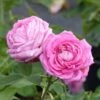 Rosier Ancien Mrs John Laing -Promesse De Fleurs Soldes Magasin Rosier ancien Mrs John Laing 84559 1