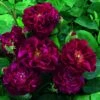 Rosier Ancien Tuscany Superb -Promesse De Fleurs Soldes Magasin Rosier ancien Tuscany 66559 1