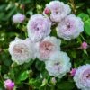 Rosier David Austin Albrighton Rambler -Promesse De Fleurs Soldes Magasin Rosier anglais Albrighton Rambler 66566 1 2