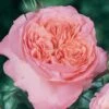 Rosier Anglais English Legend Rose De Cornouaille -Promesse De Fleurs Soldes Magasin Rosier anglais English Legend Rose de Cornouaille source Chastel pepiniere 15422 1