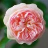 Rosier David Austin Gentle Hermione -Promesse De Fleurs Soldes Magasin Rosier anglais Gentle Hermione 66538 1