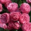 Rosier à Fleurs Groupées Pomponella -Promesse De Fleurs Soldes Magasin Rosier floribunda Pomponella en racines nues 82306 1