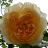 Rosier Grimpant Ginger Syllabub -Promesse De Fleurs Soldes Magasin Rosier grimpant Ginger Syllabub 82281 1
