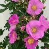 Rosier Rugosa Jam-a-licious -Promesse De Fleurs Soldes Magasin Rosier rugosa Jam a licious copyright IF 17938 1