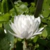 Sanguinaria Canadensis Flore Pleno - Sanguinaire 1 Sanguinaria Canadensis Flore Pleno - Sanguinaire -Promesse De Fleurs Soldes Magasin Sanguinaria canadensis florepleno ld weisserstier 8474 1