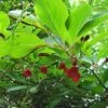 Schisandra Chinensis - Baie Aux 5 Saveurs 1 Schisandra Chinensis - Baie Aux 5 Saveurs -Promesse De Fleurs Soldes Magasin Schisandra chinensis 78361 1