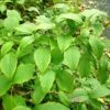 Schizophragma Corylifolium -Promesse De Fleurs Soldes Magasin Schizophragma corylifolium 0809002 1