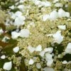 Schizophragma Hydrangeoides Snow Sensation - Faux Hortensia Grimpant -Promesse De Fleurs Soldes Magasin Schizophragma hydrangeoides Snow Sensation Faux hortensia grimpant copyright 18309 1